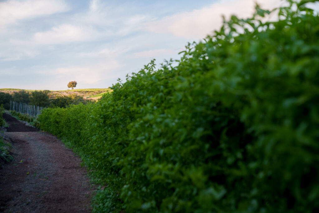Brand Photos DELIVERED to Taza Creek Orchard 1 A7R5230 1