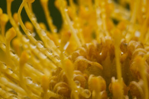 Brand Photos DELIVERED to Taza Creek Orchard 2 DSC4184 1