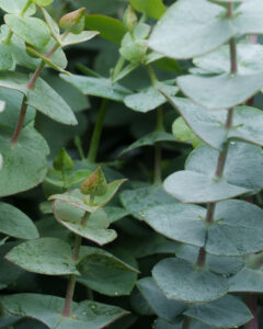 Brand Photos DELIVERED to Taza Creek Orchard 5 DSC4213