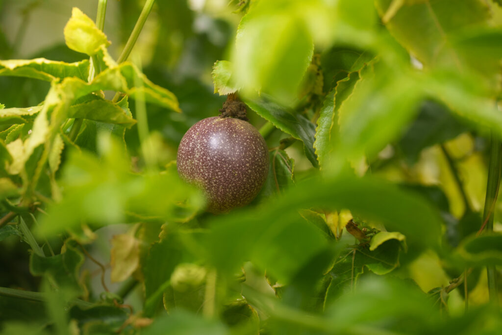 Brand Photos DELIVERED to Taza Creek Orchard 16 DSC4270 1