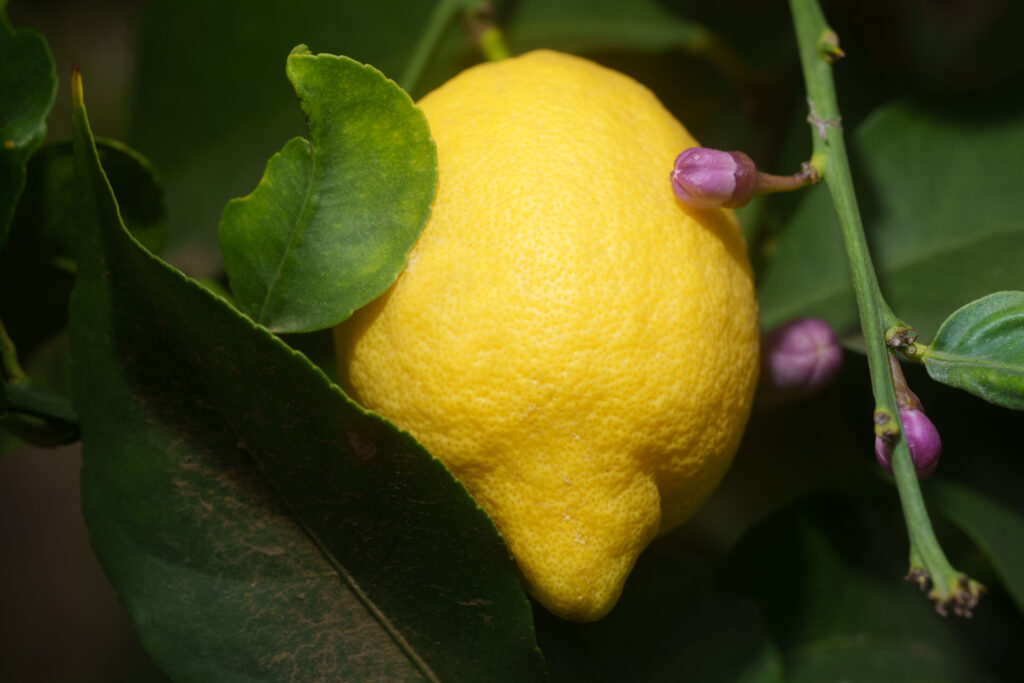 Brand Photos DELIVERED to Taza Creek Orchard 15 DSC4274 1