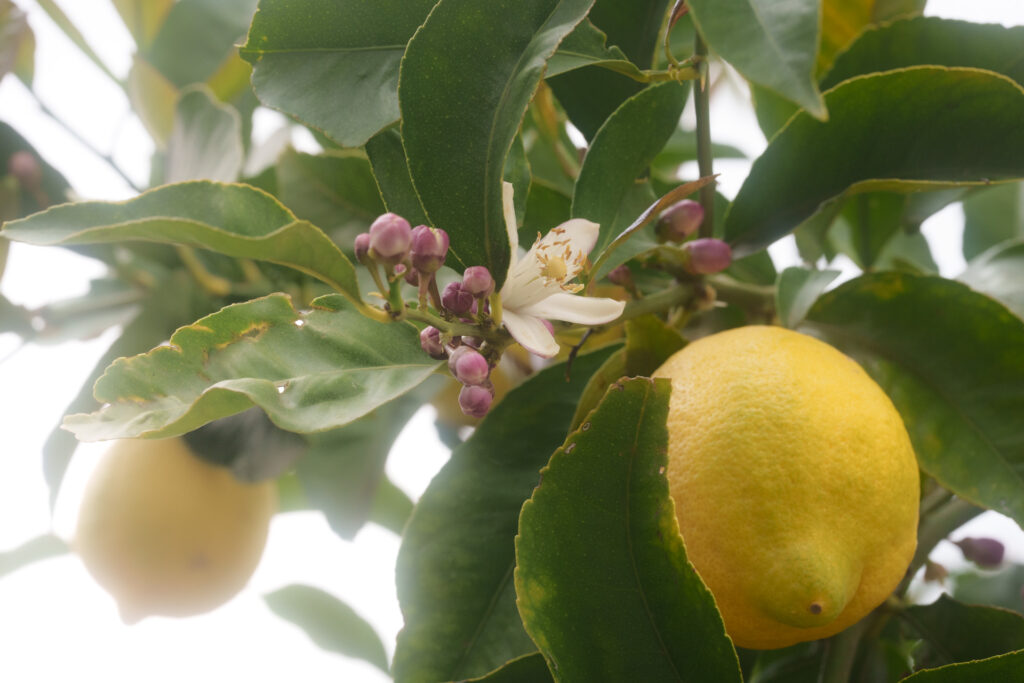 Brand Photos DELIVERED to Taza Creek Orchard 14 DSC4280 1