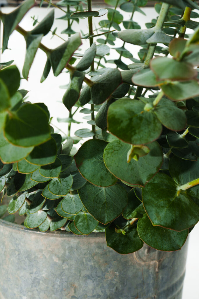 Brand Photos DELIVERED to Taza Creek Orchard 13 DSC8826 1