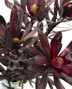 Brand Photos DELIVERED to Taza Creek Orchard 6 DSC8838