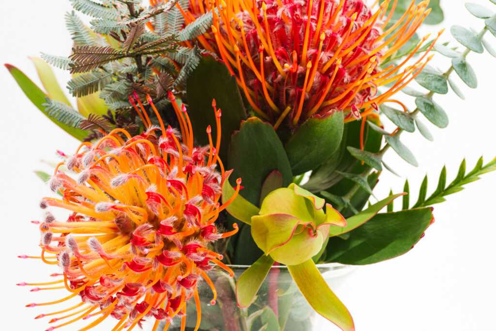 Brand Photos DELIVERED to Taza Creek Orchard 11 DSC8875 1