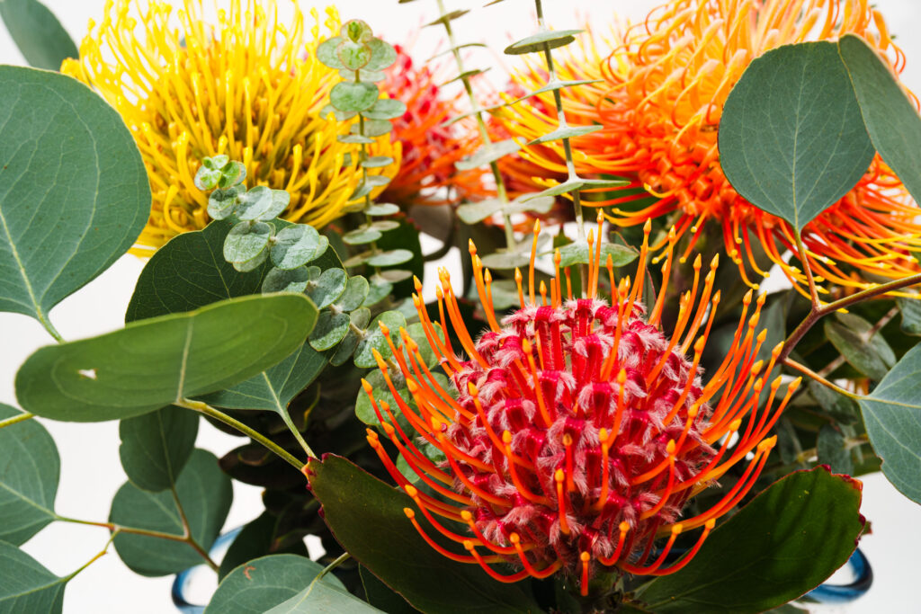 Brand Photos DELIVERED to Taza Creek Orchard 9 DSC8910 1