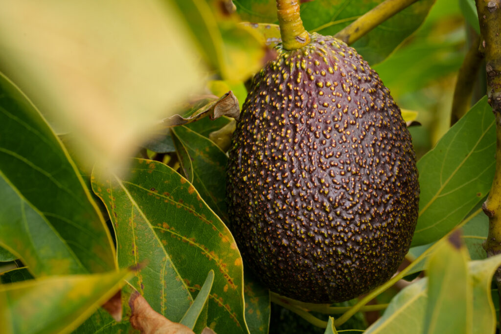 Brand Photos DELIVERED to Taza Creek Orchard 17 DSC9484 1