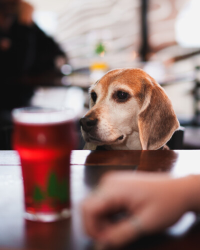 Showcasing North 47’s pet-friendly environment, this image reflects the brand’s commitment to welcoming all members of the community. Dog sits at table with bokeh'd beer in foreground