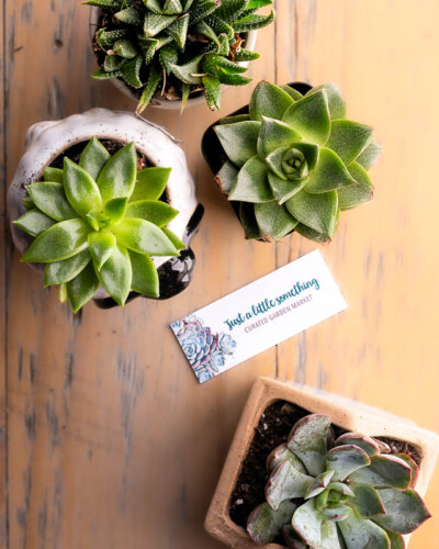 Seattle product photography for Just A Little Something in Maple Valley, WA. A variety of potted succulents from the curated shop styled in a top down setting in a natural, soft light - product photography for a Pacific Northwest boutique that brings nature-inspired goods into everyday spaces. Seattle Product Photography - Just A Little Something Curated Variety of Succulents in the Shop - Maple Valley Boutique - Maple Valley, WA - Elemental Brand Photography